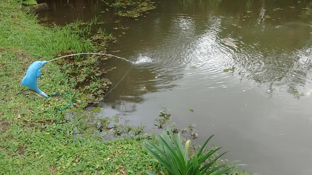 Sitio E Pousada Recanto Dos Ipes Teresópolis Esterno foto